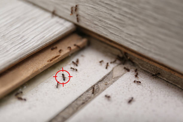 Trusted Seaville, NJ Pest Control Experts
